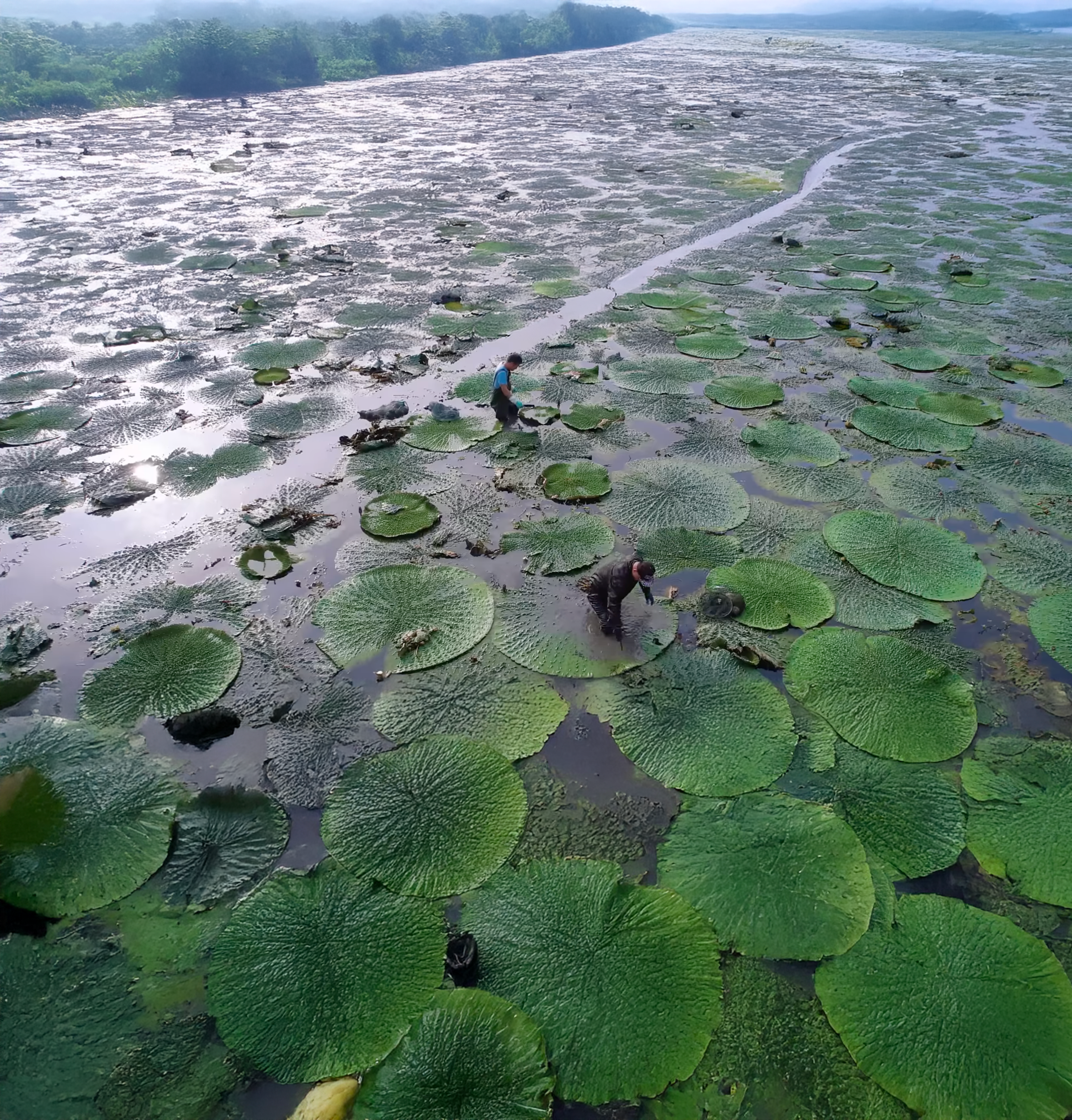 Makhana plantation in Bihar, India